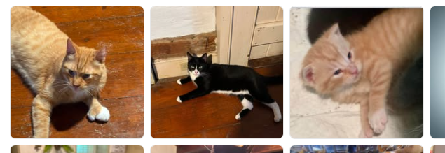 Photo strip showing two orange cats and a black-and-white cat relaxing indoors.