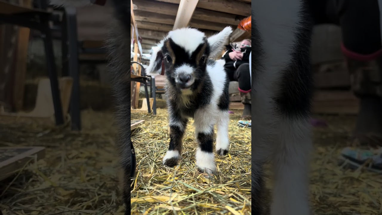 Black-and-white baby goat